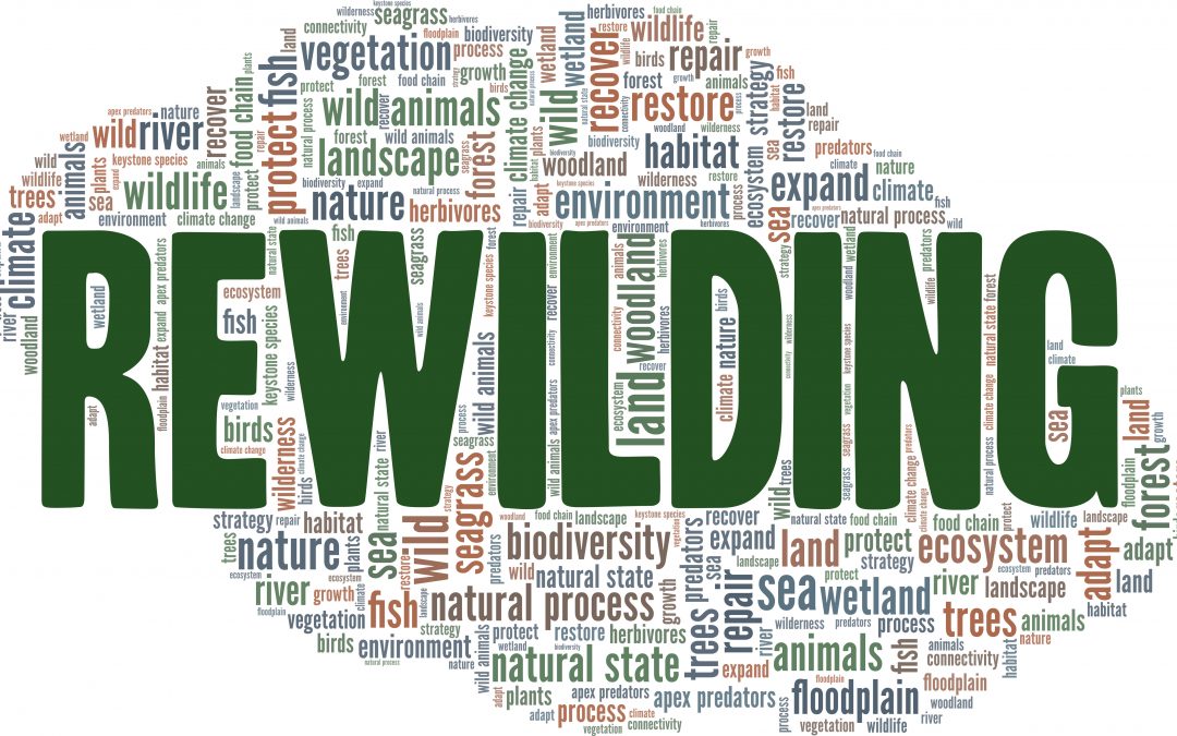 Rewilding: A Conversation with Manoj Gautam