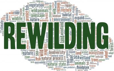 Rewilding: A Conversation with Manoj Gautam